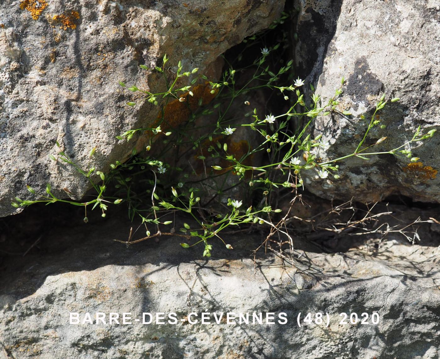 Sandwort, Fine-leaved plant